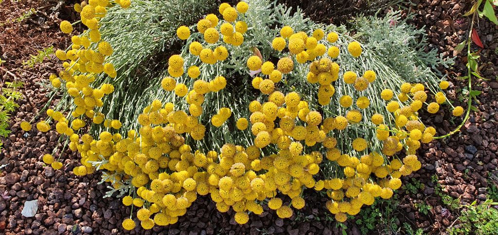 Santoline - Santolina chamaecyparissus L.