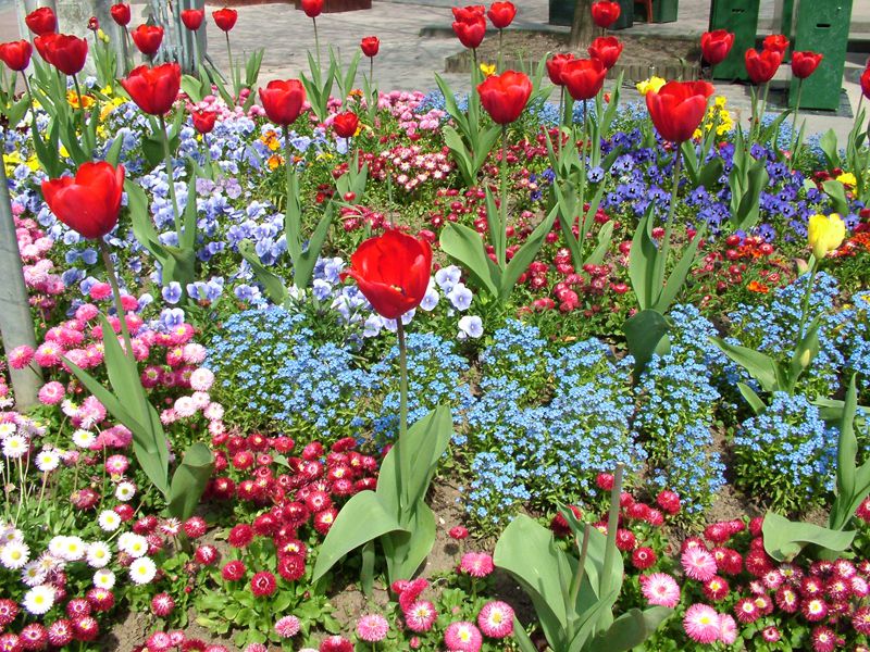 massif fleuri
