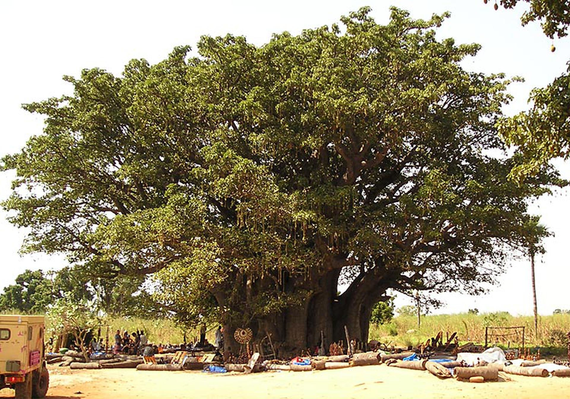 Le Baobab de Palmarin