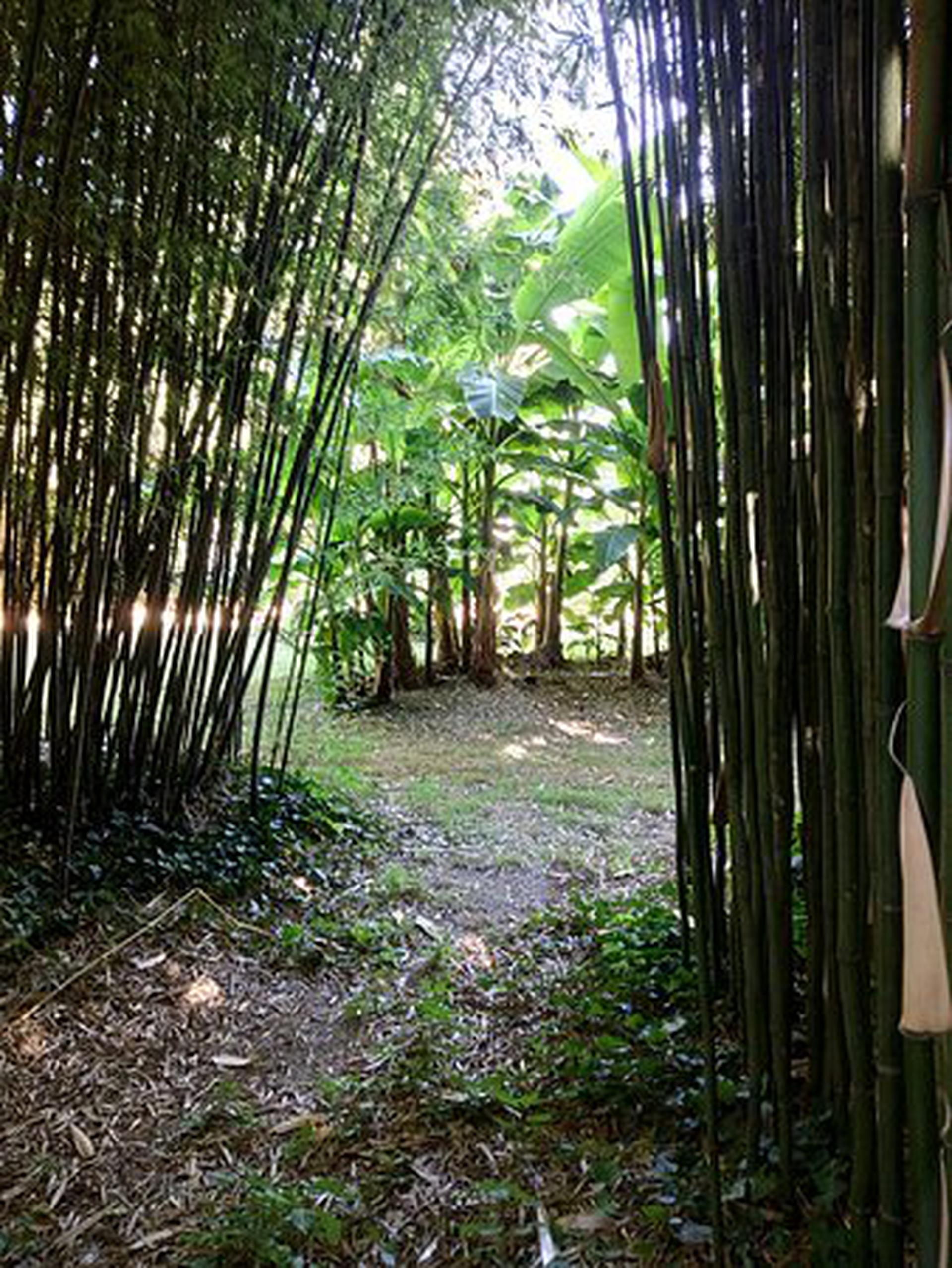 Photo de la bambouseraie de Matha