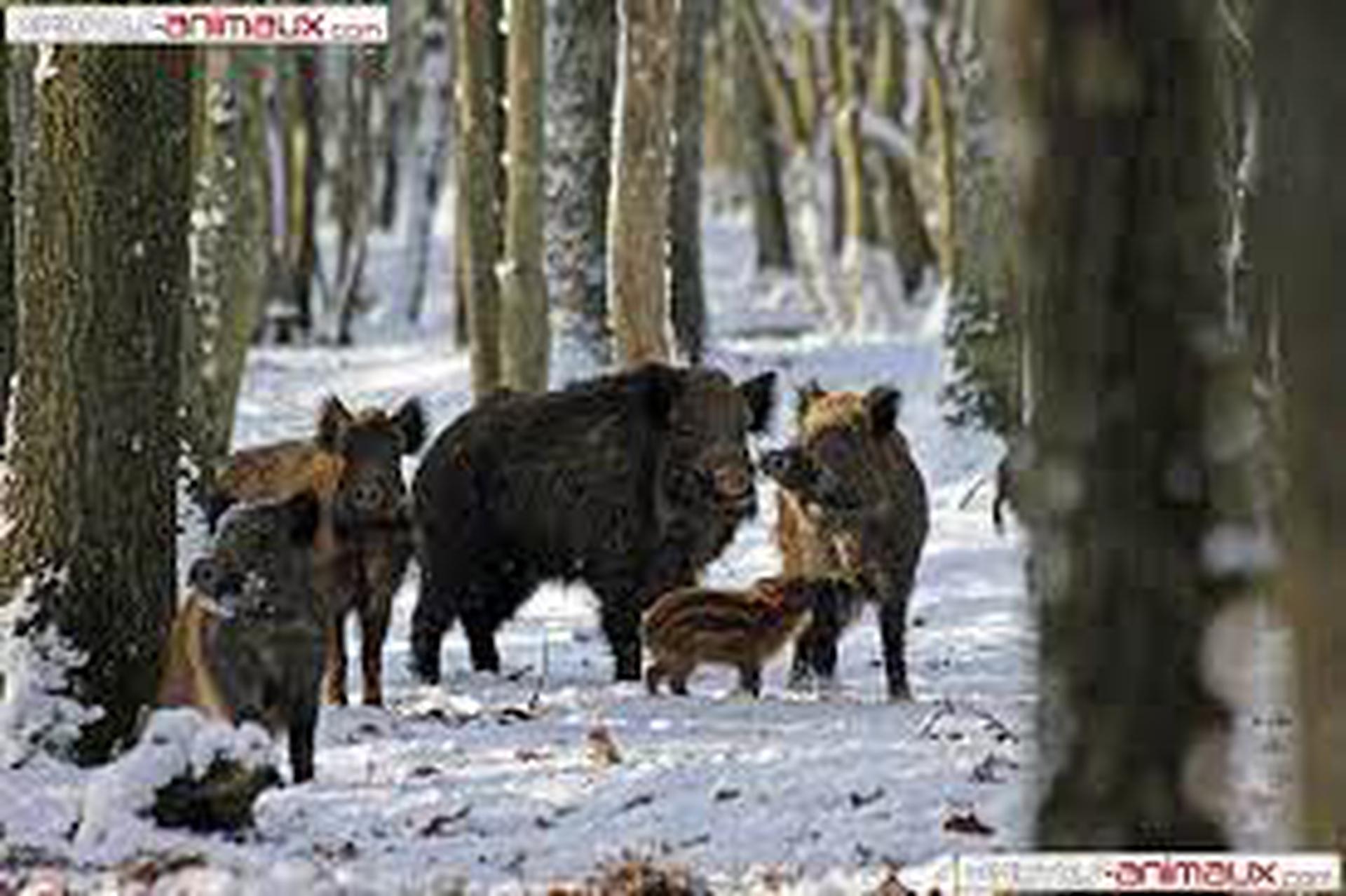 Société de Chasse